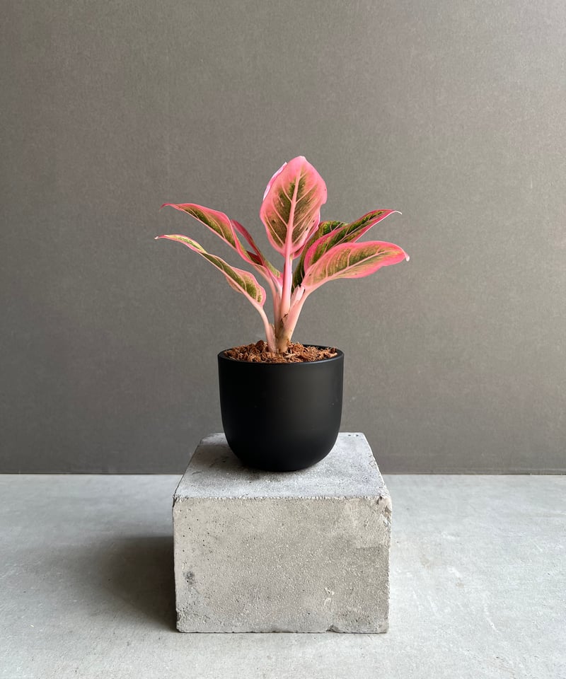 アグラオネマ ロータス デライト 「Aglaonema Lotus Delight アグラオネマ ロータス デライト 「Aglaonema Lotus Delight