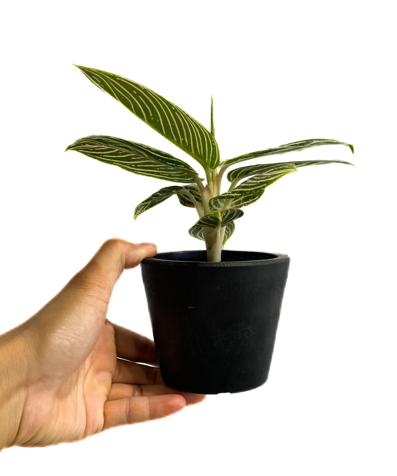 アグラオネマ ゴールデンホープ「Aglaonema Golden Hope」9/7-89C-1