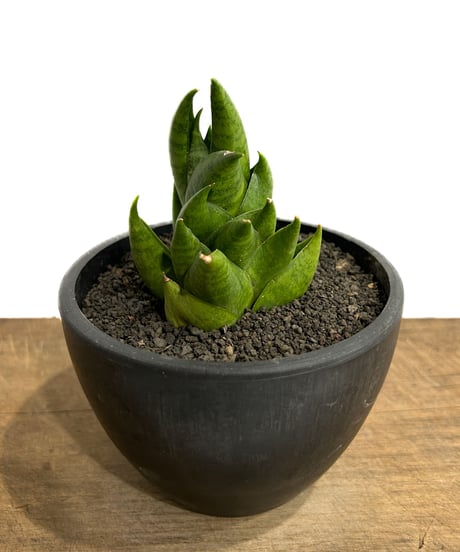 速達！メロンボーイ様！P. willinckii ’Jenny’ TC 2124 速達！メロンボーイ様！P. willinckii 'Jenny' TC 2124