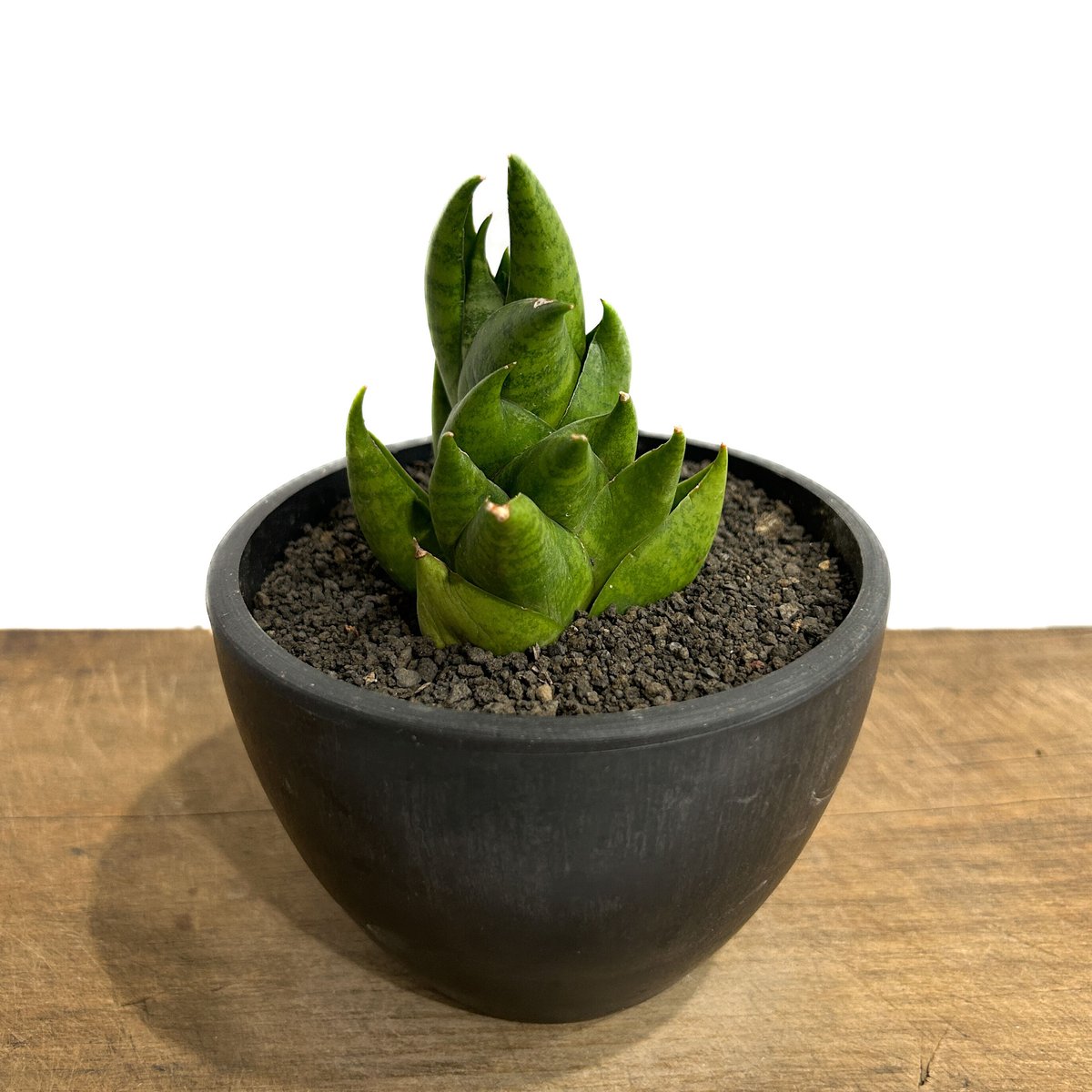 サンセベリア スリ パトゥム「Sansevieria Sri Pattum 」207-1 |