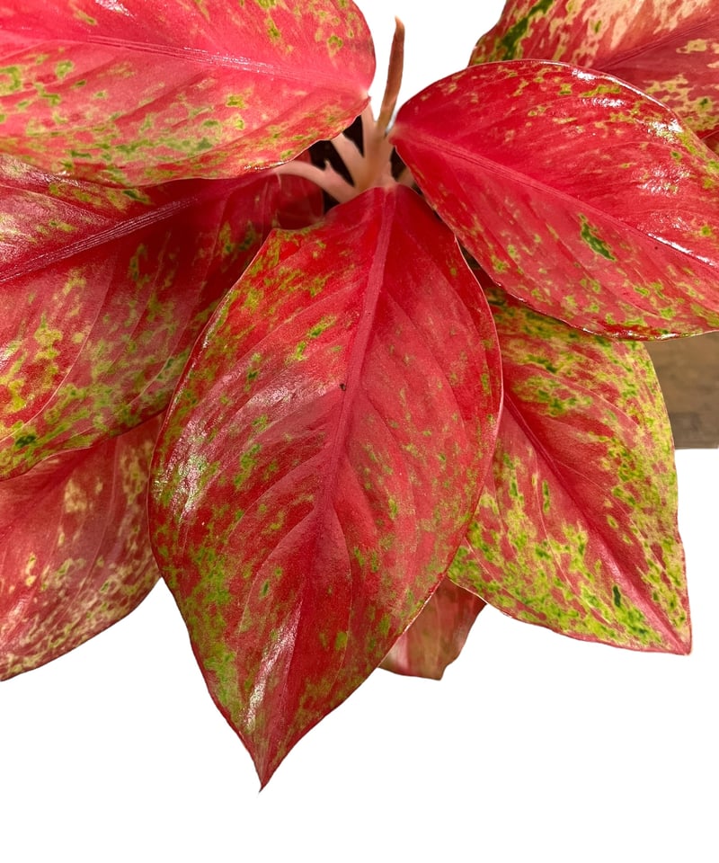 オラソワ アクブロ 朱砂 アグラオネマ クワック サブ 「Aglaonema Kwak Sub」33Q | SHOUCH