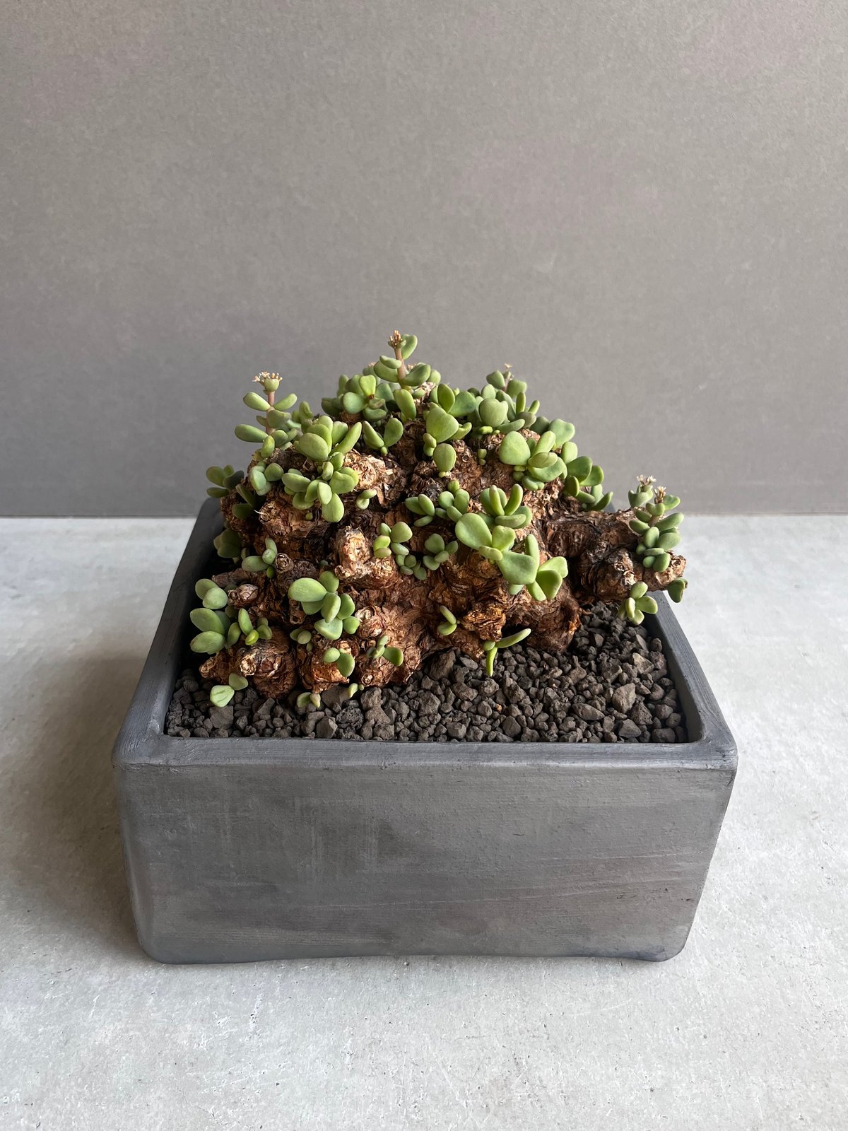 ケラリア　ピグマエア Ceraria pygmaea Ceraria pygmaea【ケラリア・ピグマエア】 | RIMO'S GREEN
