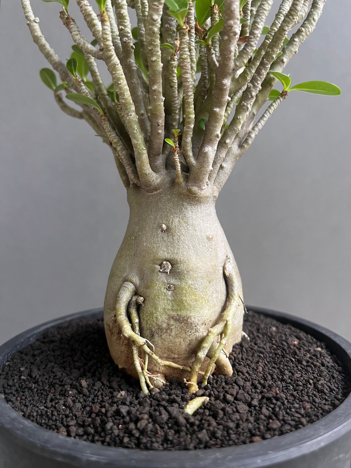 アデニウム オベスム Adenium obesum アデニウム・オベスム - Wikipedia