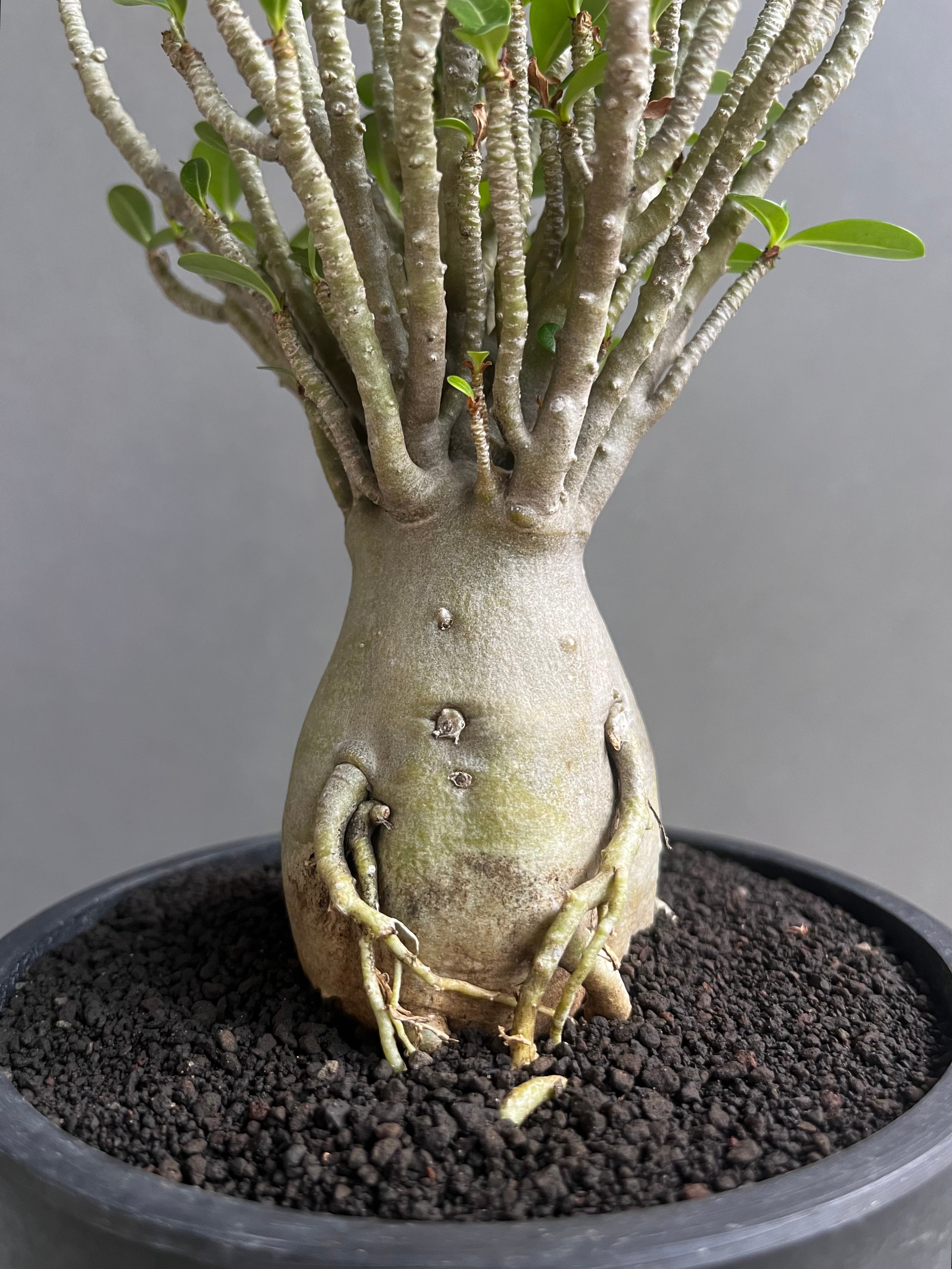 アデニウム オベスム スモールリーフ “選抜個体” 「Adenium obesum