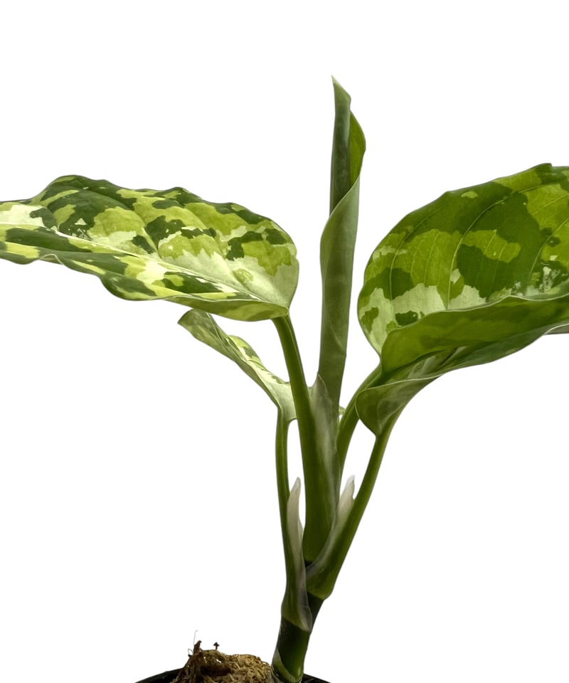 アグラオネマ ダイヤモンド トリカラー Aglaonema アグラオネマ ピクタム トリカラー「Aglaonema pictum tricolor