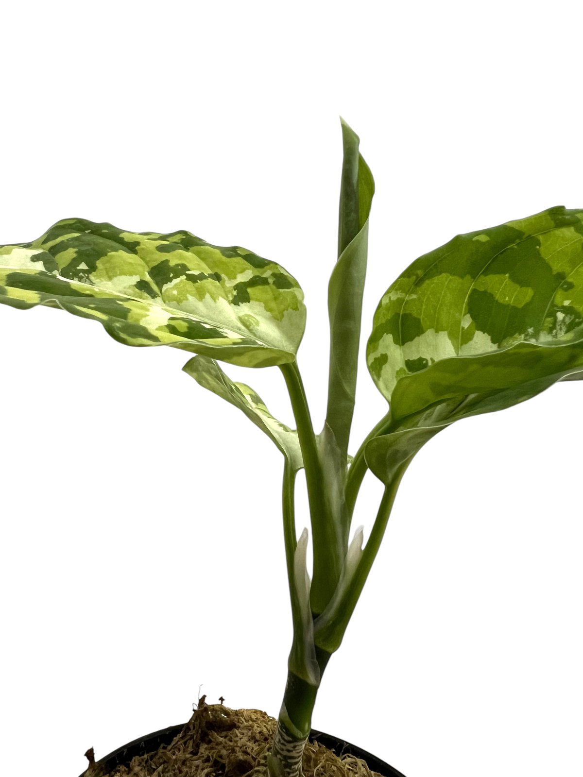 アグラオネマ ピクタム トリカラー「Aglaonema pictum tricolor