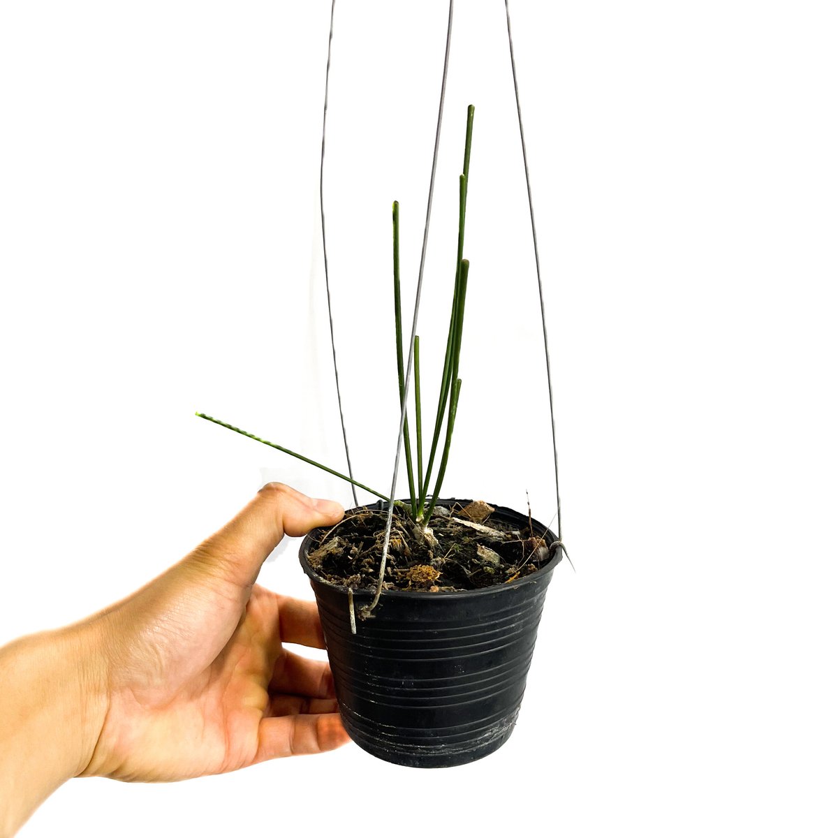 レア ホヤ スパルティオイデス Hoya spartioides ホヤ スパルティオイデス「Hoya spartioides」5/10-460M9 | SHOU