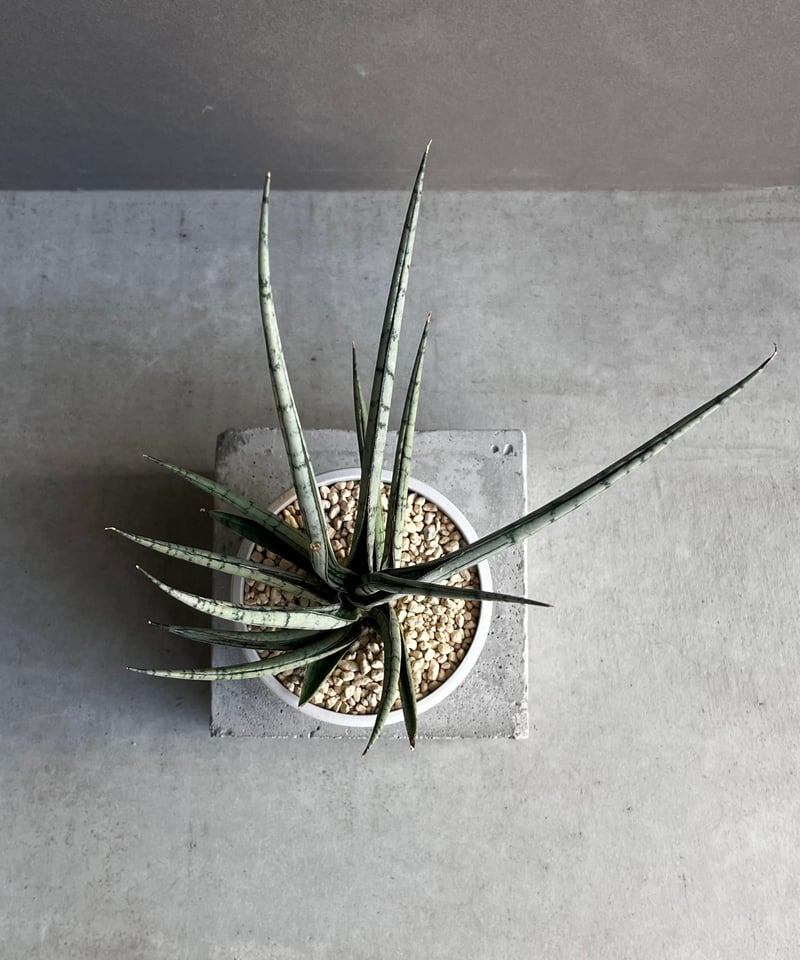 サンセベリア プラ カイ ケオ 「Sansevieria Pra Kay Kaow (by