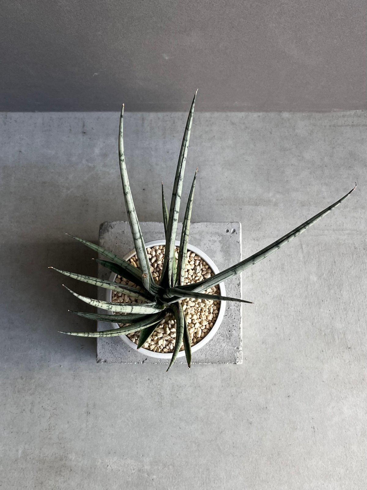 サンセベリア プラ カイ ケオ 「Sansevieria Pra Kay Kaow (by