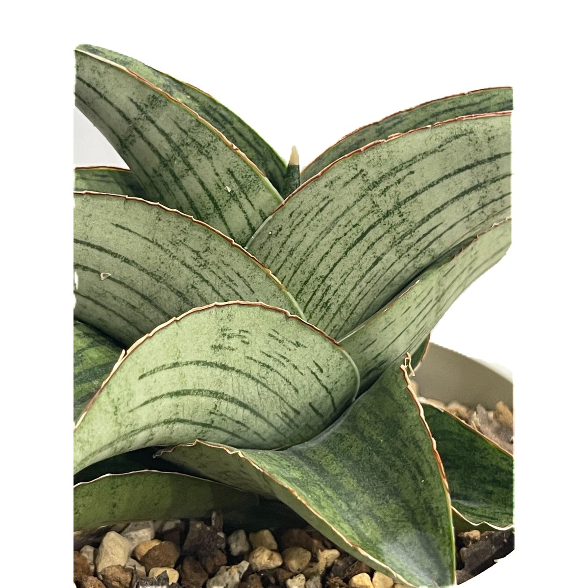 ☆ホビット☆ サンセベリア ホビット 「Sansevieria Hobbit」6/1-694 | SHOUC