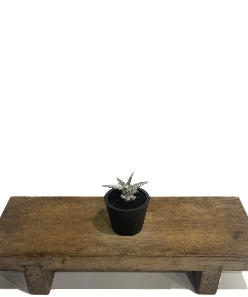 ディッキア ハイブリッド 「Dyckia Hybrid」98E-1 | SHOUCHIKUEN