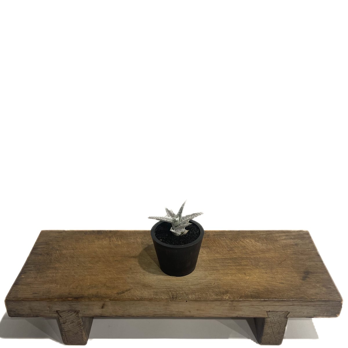 ディッキア ハイブリッド 「Dyckia Hybrid」98E-1 | SHOUCHIKUEN