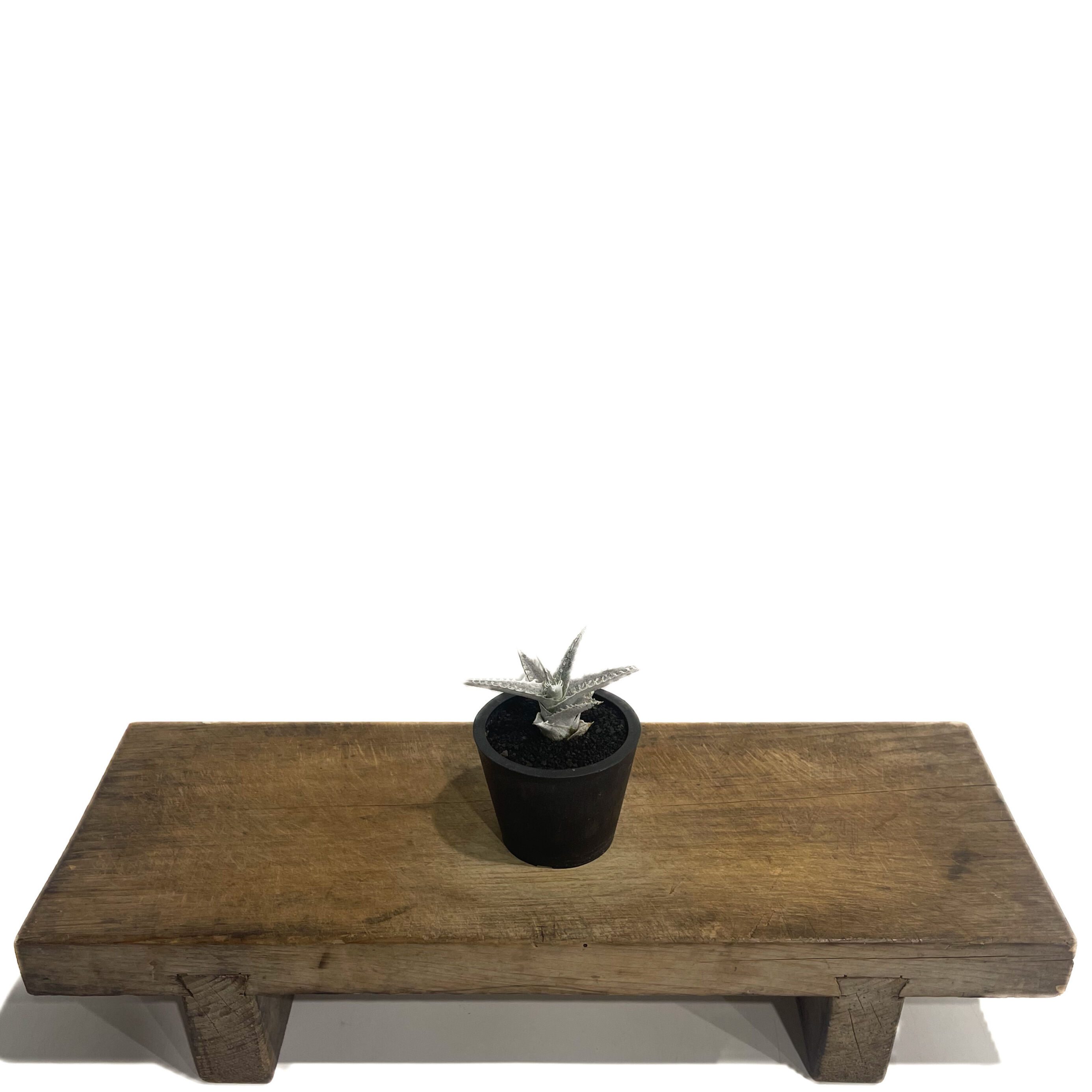 ディッキア ハイブリッド 「Dyckia Hybrid」98E-1 | SHOUCHIKUEN