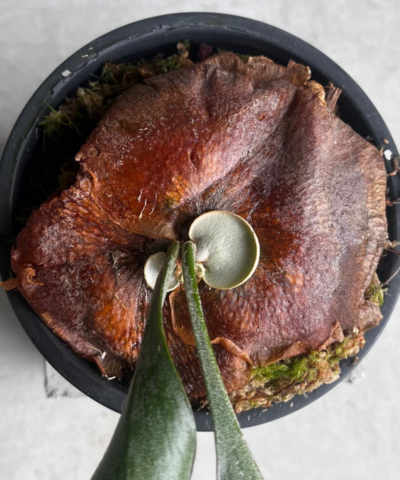 ビカクシダ　ヒリー　グループM　子株 ビカクシダ ヒリー グループM 子株 5 フラワー・ガーデニング