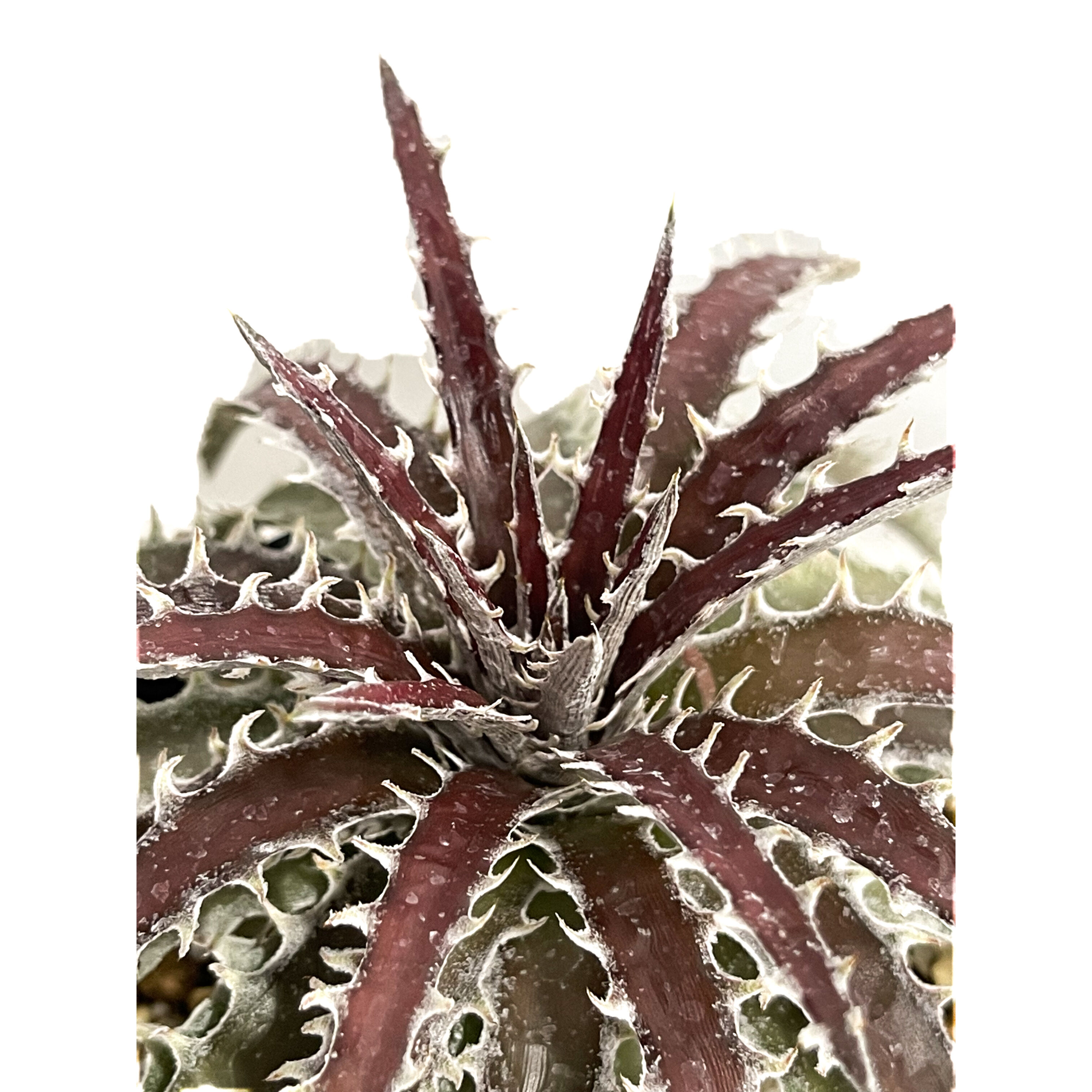 ディッキア ズゴック ハイブリッド「Dyckia Z'gok hybrid」 11E-2 |