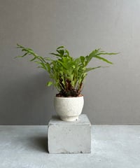 ビルベルギア カハカイ 「Billbergia Kahakai」 99W | SHOUCHIKUEN