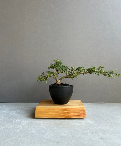 “うち” 盆栽 Limited Edition「“UCHI” BONSAI 」86H