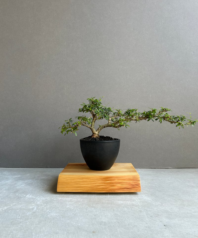 うち” 盆栽 Limited Edition「“UCHI” BONSAI 」86H | SH