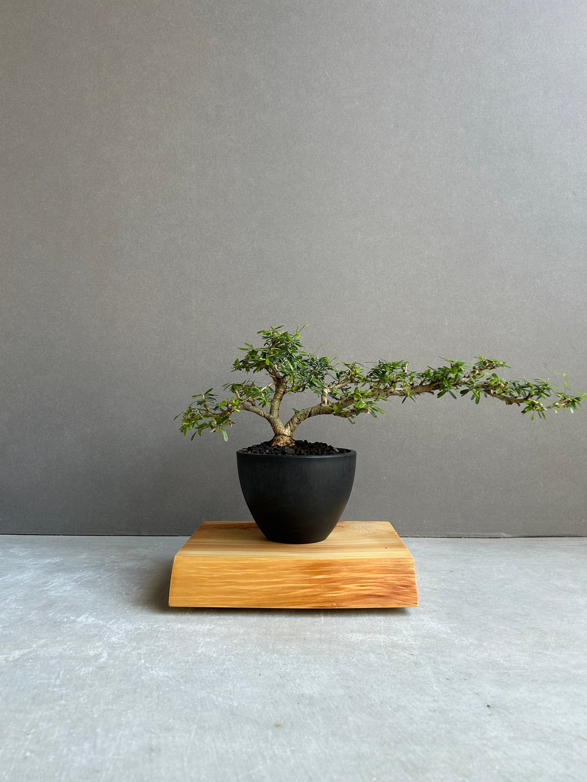うち” 盆栽 Limited Edition「“UCHI” BONSAI 」86H | SH
