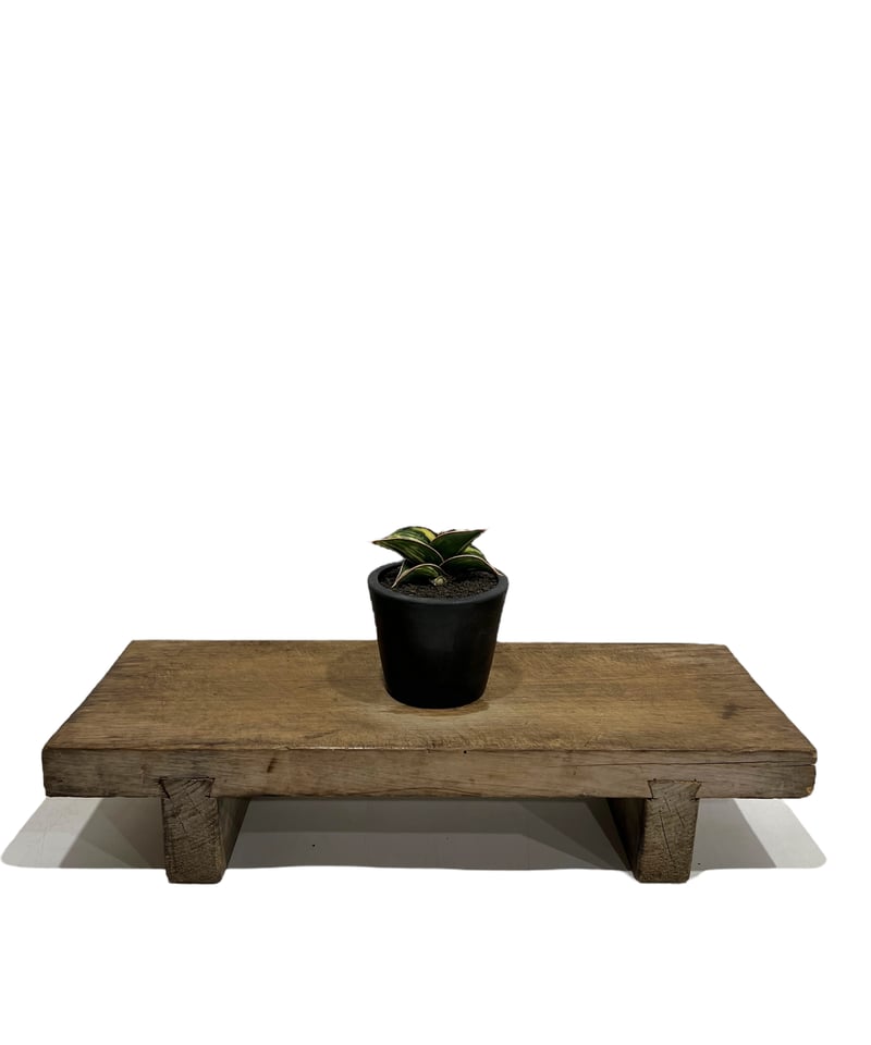 サンセベリア ロリダ 斑入 「Sansevieria rorida variegated」13