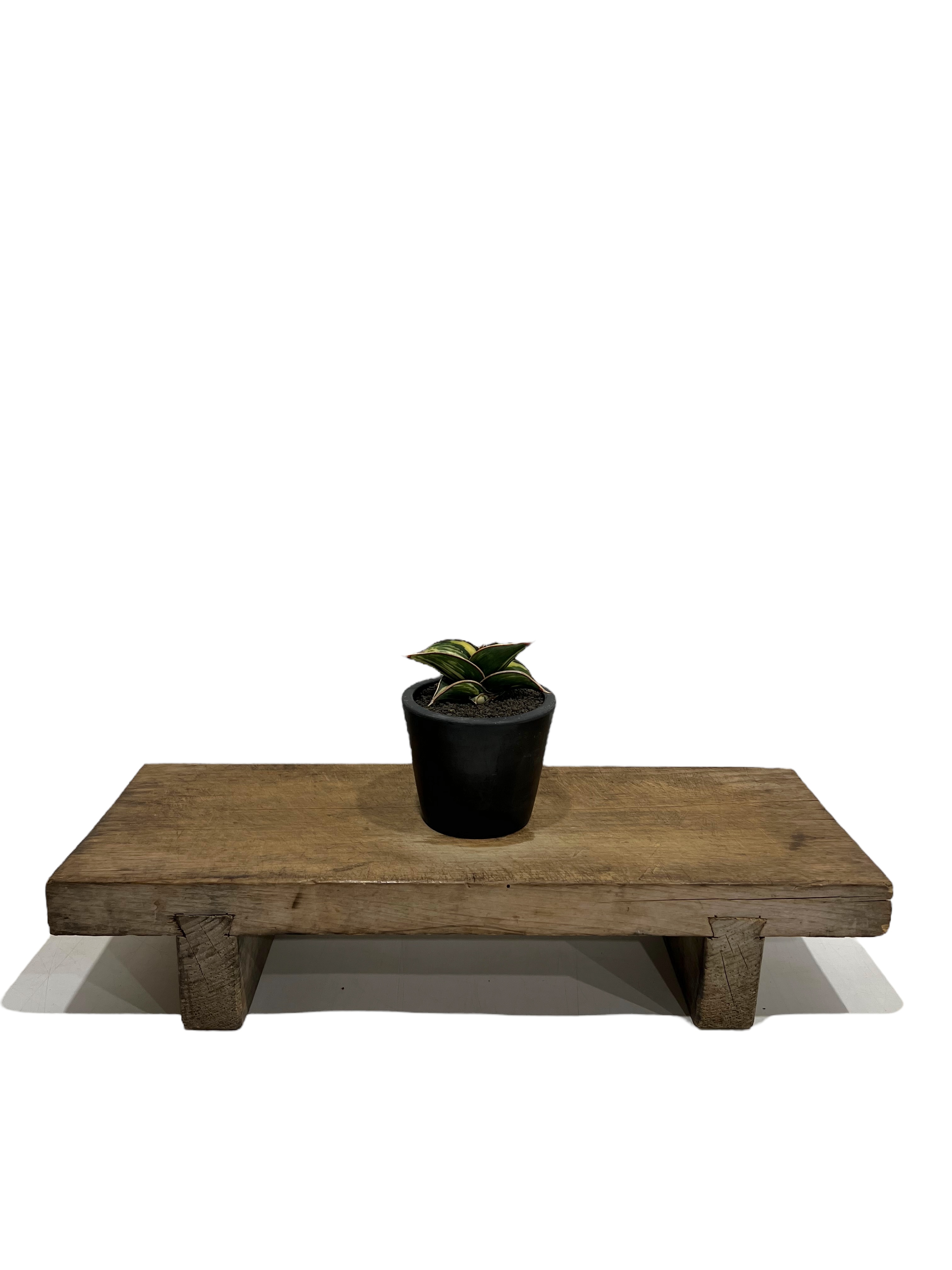 サンセベリア ロリダ 斑入 「Sansevieria rorida variegated」13