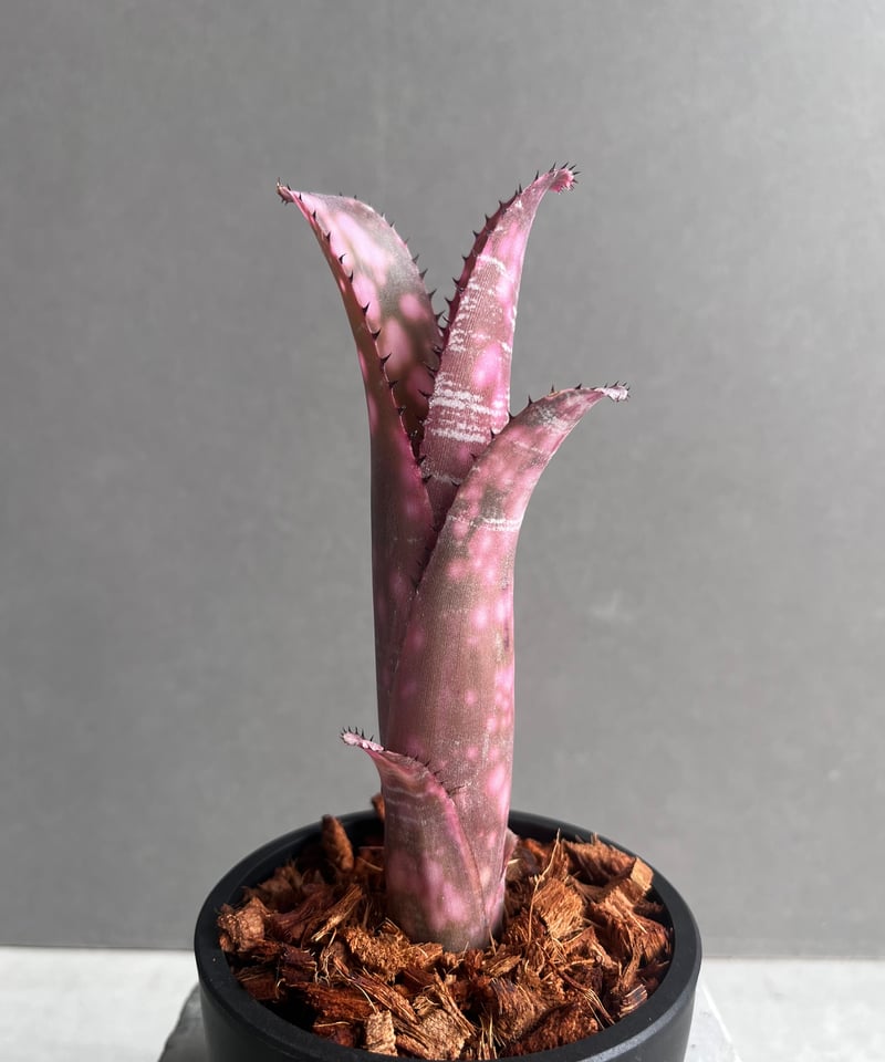 ビルベルギア インセンディアリー デライト 「Billbergia Incendiary De