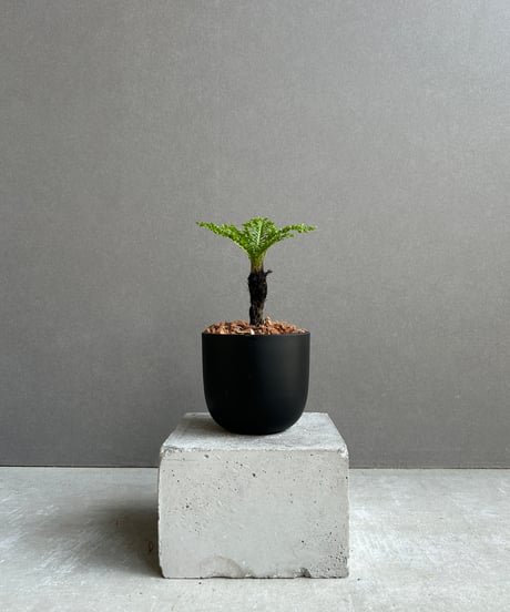 とく　チャンタブーン P. Chanthaboon 成長記録 2025.7.5｜🍀GreenSnap（グリーン