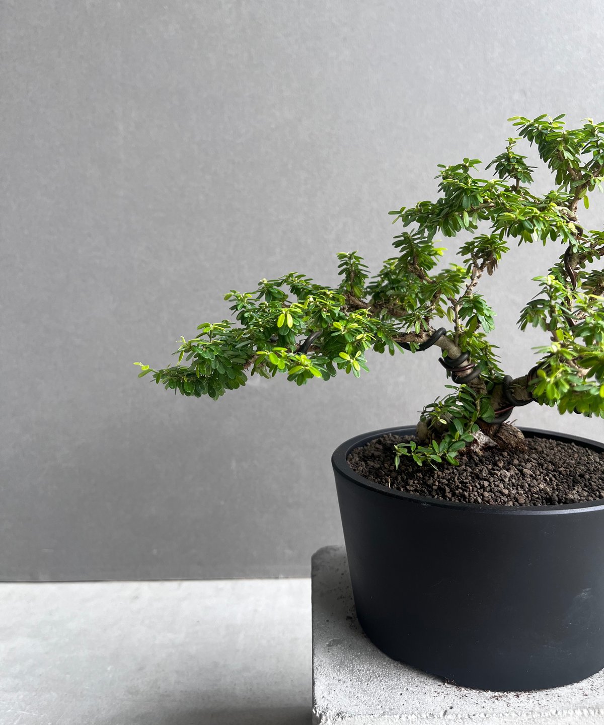 うち” 盆栽 「“UCHI” BONSAI 」65A | SHOUCHIKUEN