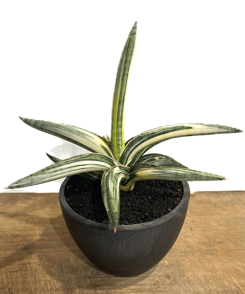 サンセベリア lav.1970 白斑入「Sansevieria lav. 1970 White