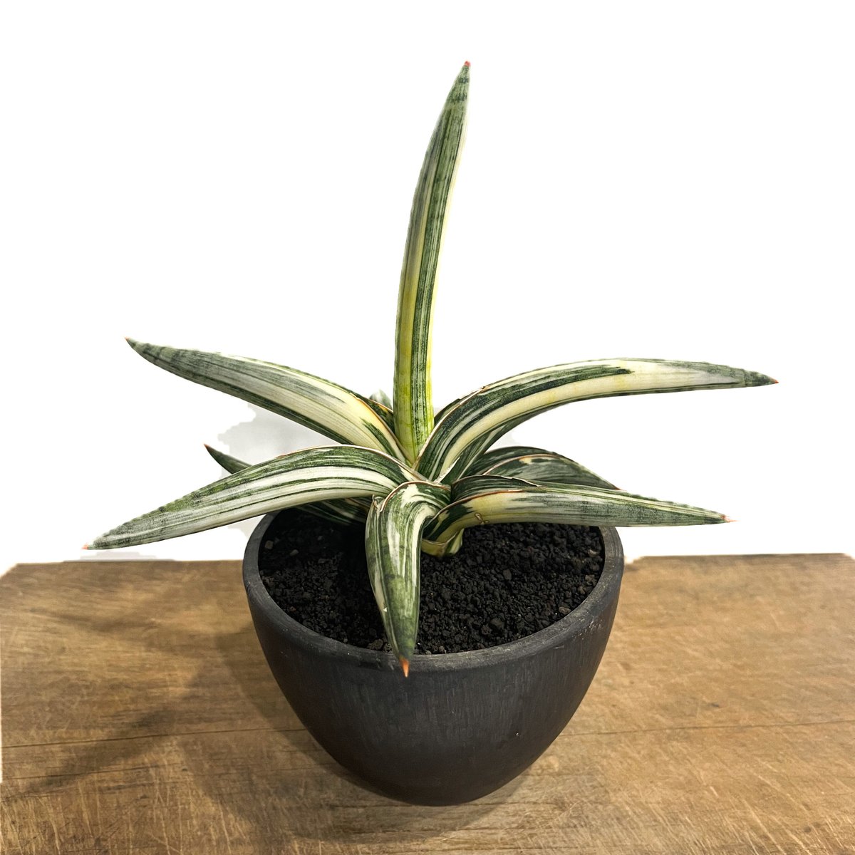 サンスベリア　ラブラノリス　1970　White aurea fit=scale-down,w=1200