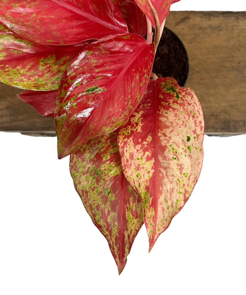 アグラオネマ クワック サブ 「Aglaonema Kwak Sub」33Q | SHOUCH アグラオネマ クワック サブ 「Aglaonema Kwak Sub」33Q | SHOUCH
