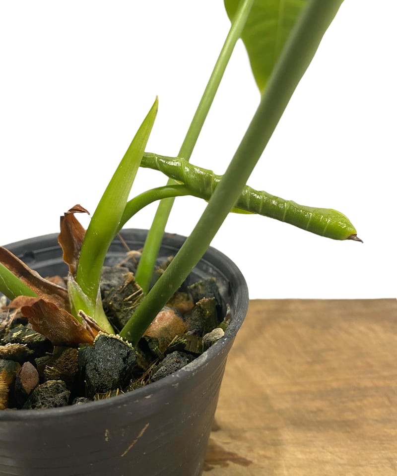 アンスリウム ベイチー 「Anthurium veitchii」30N | SHOUCHIKUEN