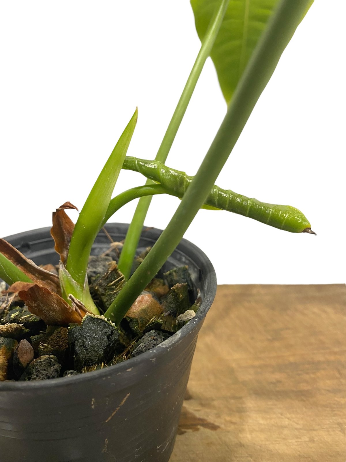 アンスリウム ベイチー 「Anthurium veitchii」30N | SHOUCHIKUEN