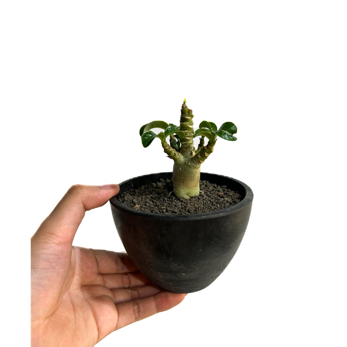 アデニウム　DHA 獅子葉　10株 アデニウム D.H.A 獅子葉 3 | STELLA.PLANTS