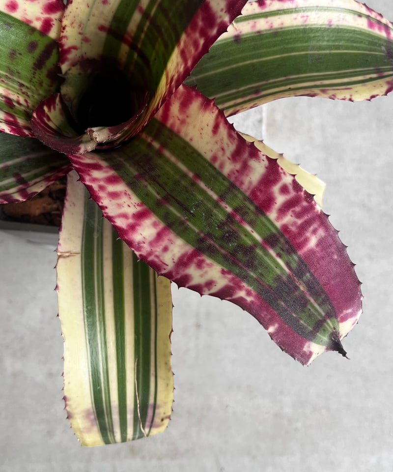 ネオレゲリア スーパーチャージド 「Neoregelia Supercharged」42Z |