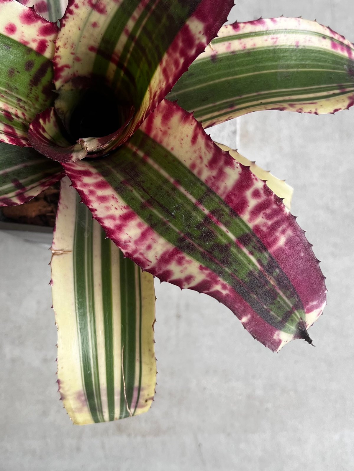 ネオレゲリア スーパーチャージド 「Neoregelia Supercharged」42Z |