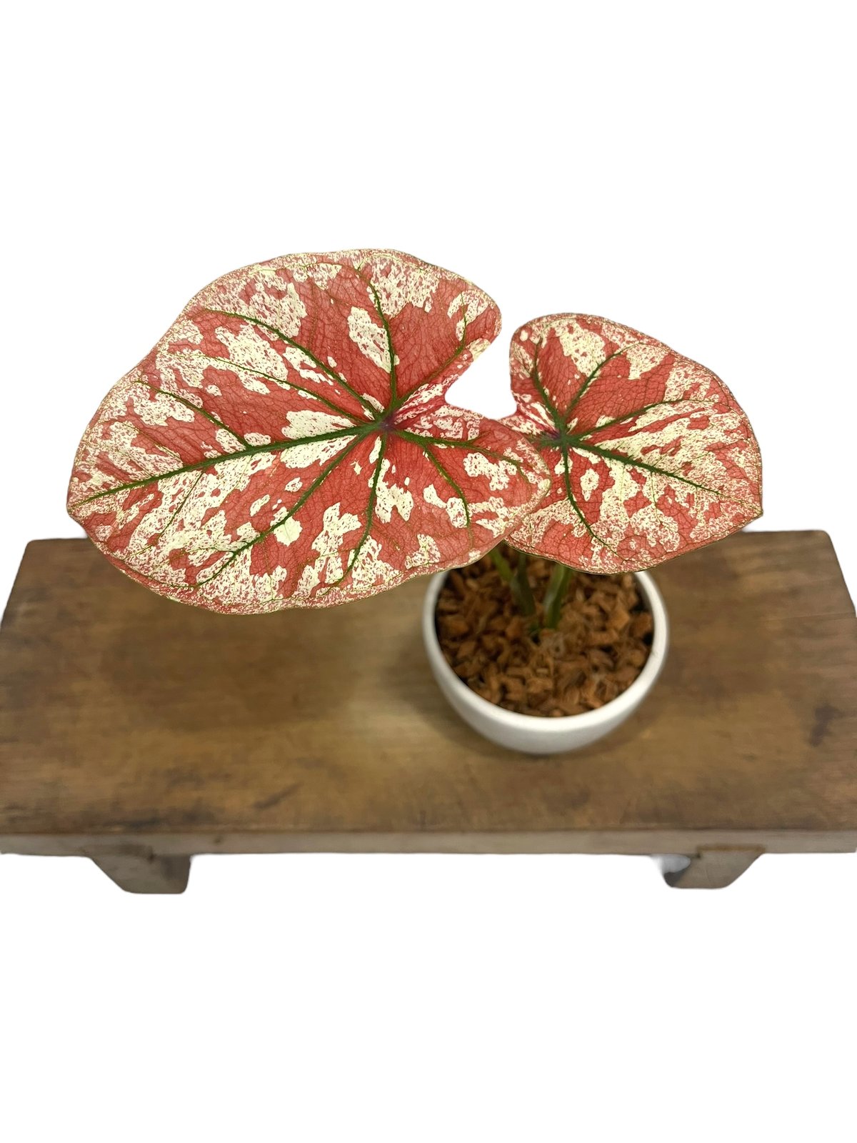 カラジウム　カラジューム　タイハイブリッド　ヒラヒラ系 fit=scale-down,w=1200