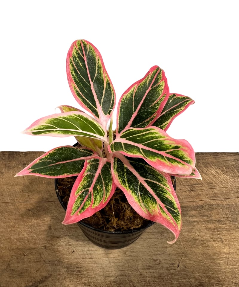 アグラオネマ ロータス デライト 「Aglaonema Lotus Delight アグラオネマ ロータス デライト 「Aglaonema Lotus Delight
