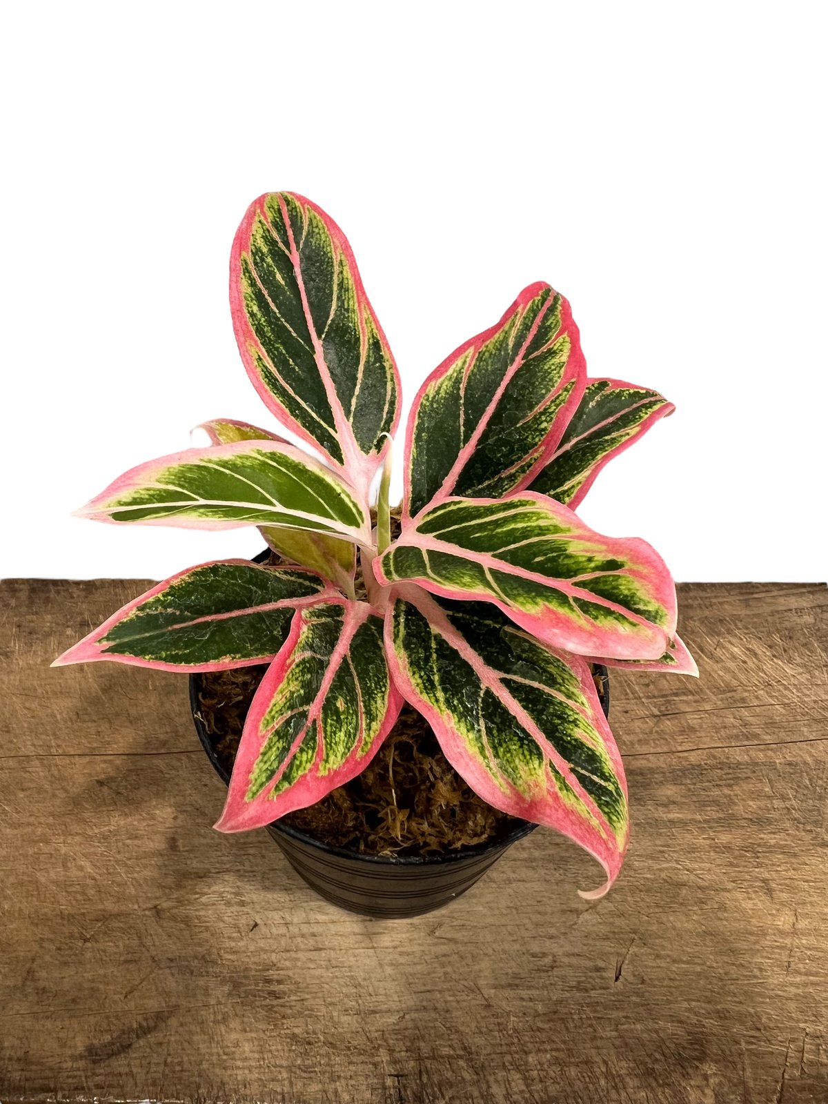 アグラオネマ ロータス デライト 「Aglaonema Lotus Delight