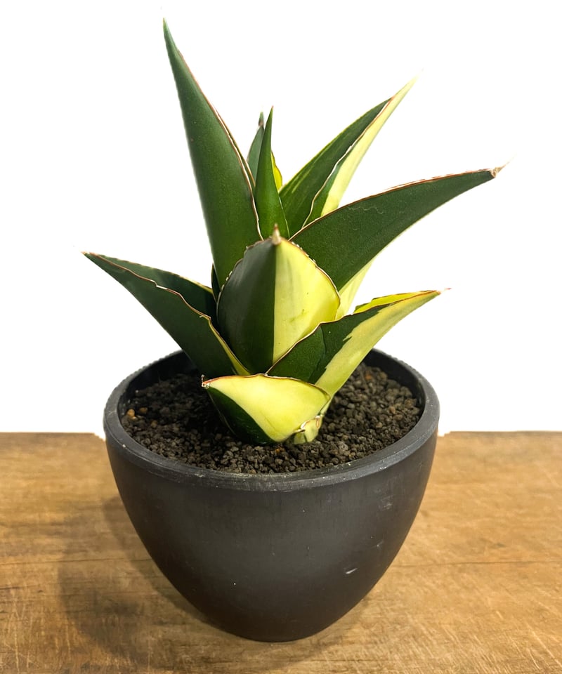 サンセベリア タワー 斑入り ハーフムーン「Sansevieria Tower Varieg