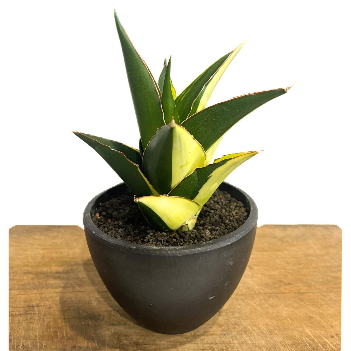 サンセベリア タワー 斑入り ハーフムーン「Sansevieria Tower Varieg...