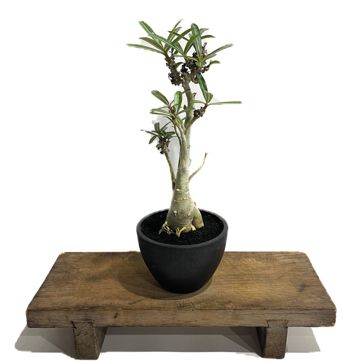 アデニウム 突然変異種 選抜個体「Adenium mutant」18C-4 アデニウム 突然変異種 選抜個体「Adenium mutant」18C-4