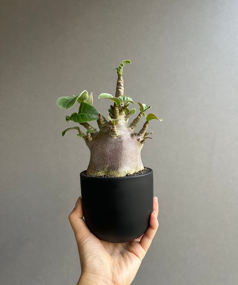 アデニウム アラビカム スーパー ドワーフ “ブラック” 「Adenium