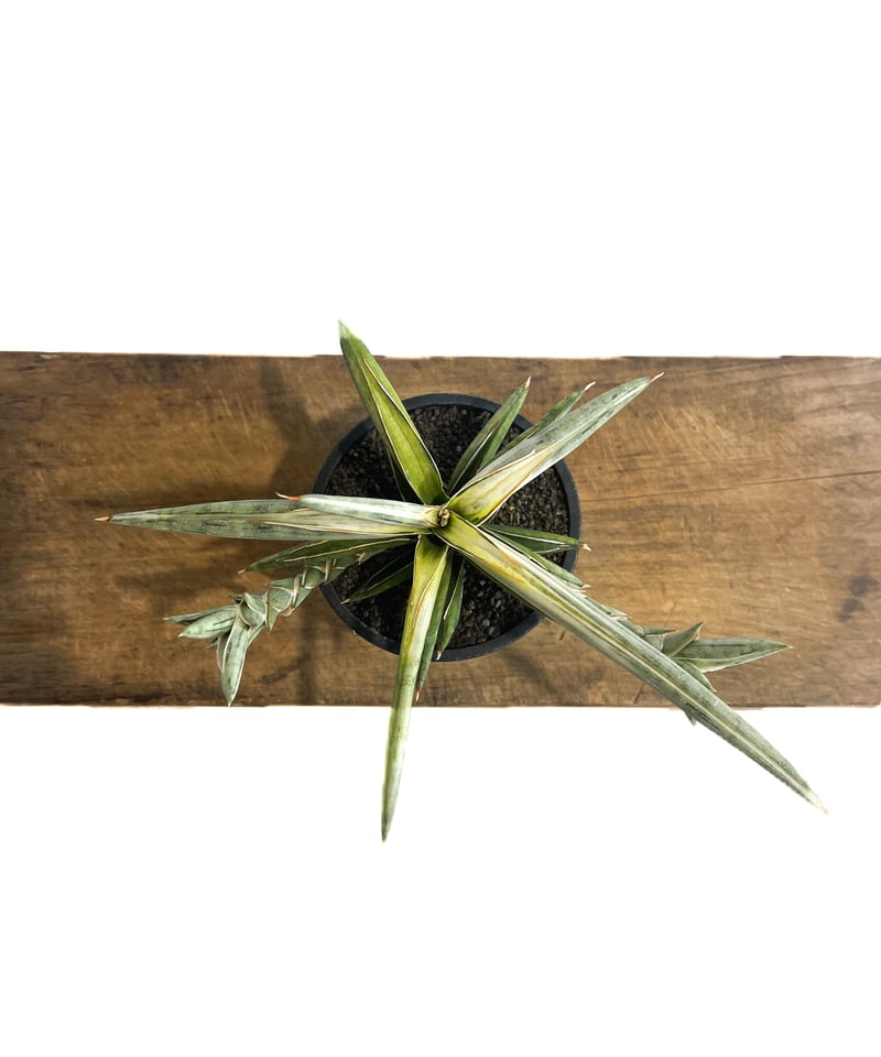 サンセベリア lav.1970 白斑入「Sansevieria lav. 1970 White