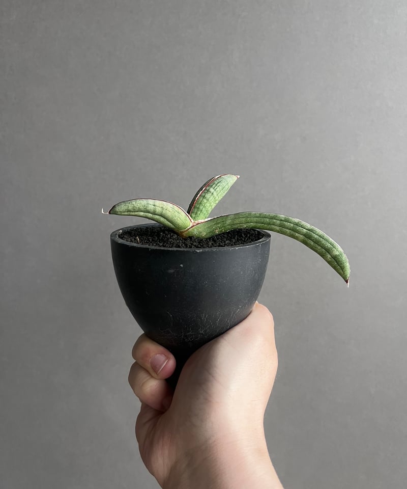Sansevieria Eilensis サンスベリア エイレンス サンセベリア エイレンシス「Sansevieria eilensis Lav.10178」3/