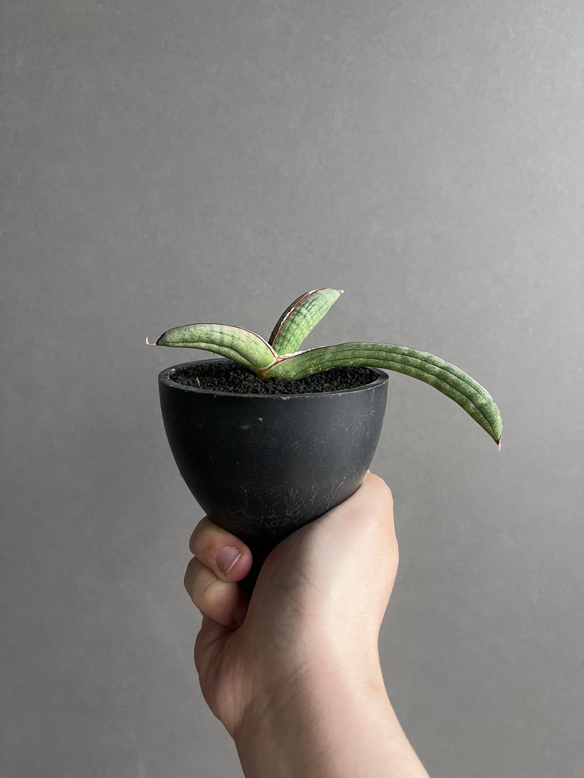 サンセベリア エイレンシス 「Sansevieria eilensis Lav.10178」7