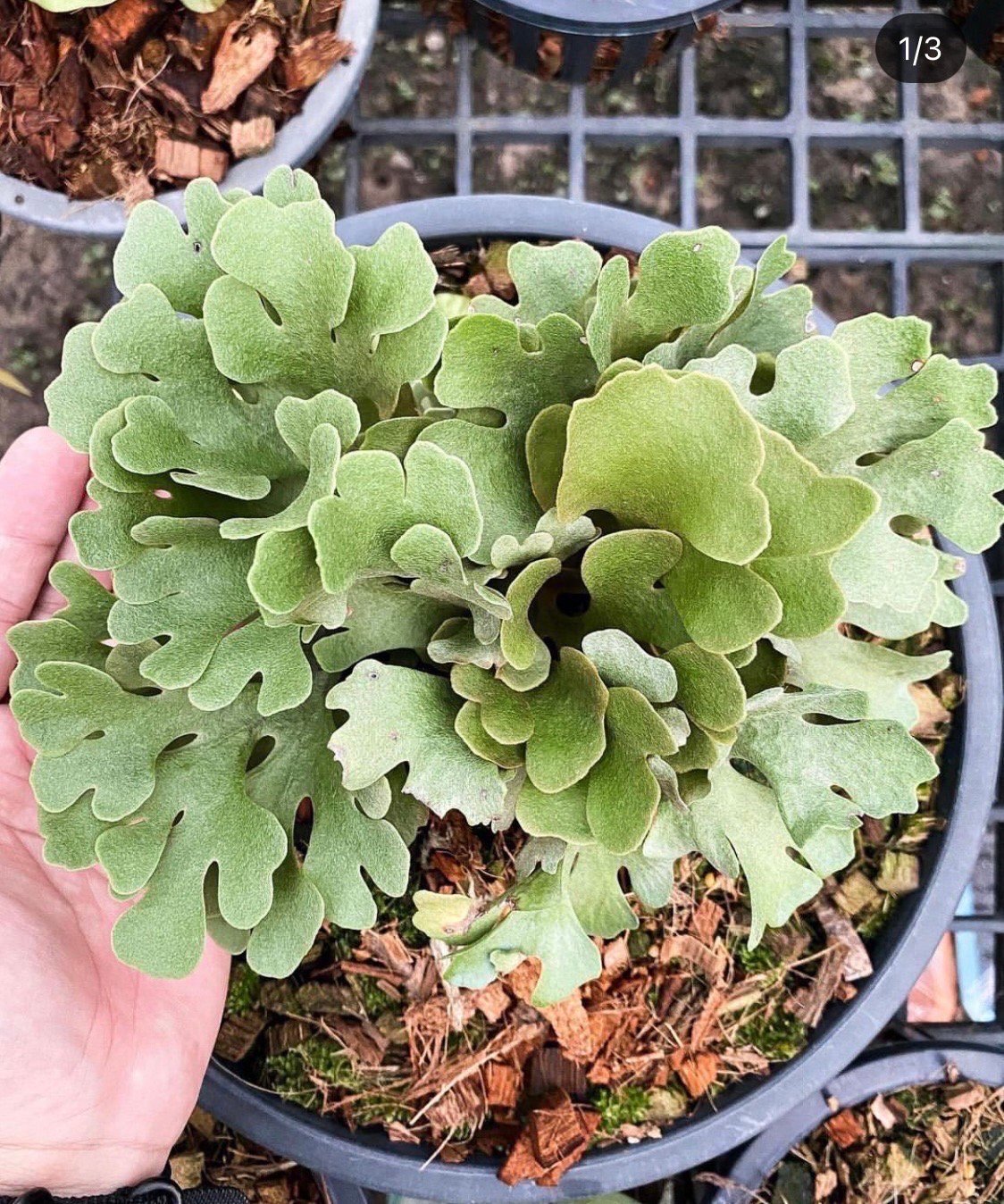 ビカクシダ ウィリンキー　木製ボード付き 約30cm ビカクシダ ウィリンキー 板付 【観葉植物 室内 コウモリラン
