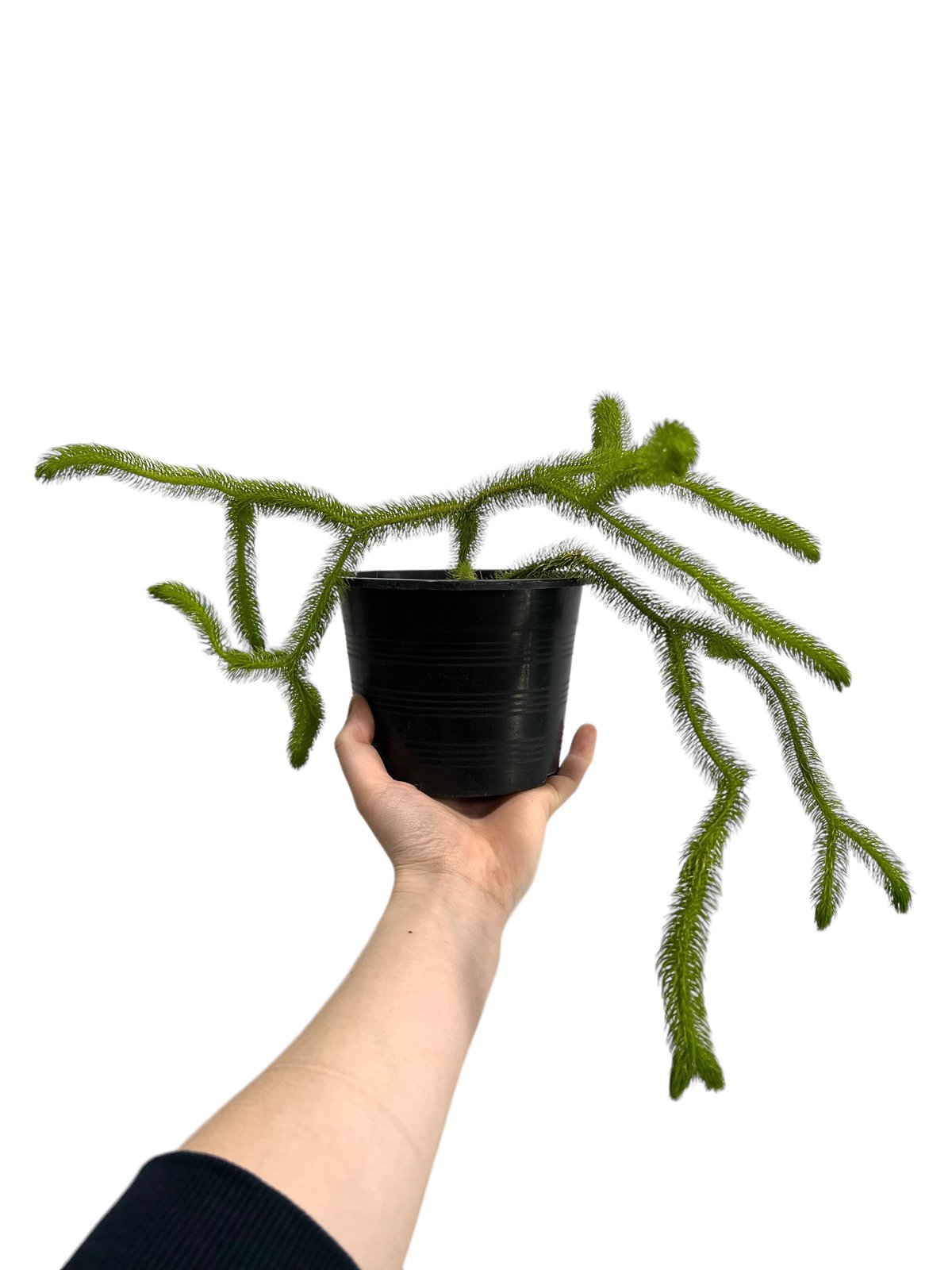 送料無料 百貨店 fit=scale-down,w=1200 その他観葉植物