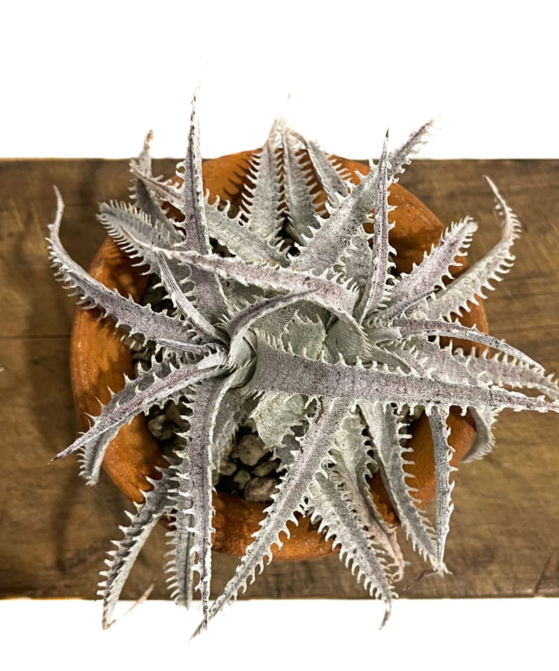 ディッキア：Dyckia ('Sawfish' x 'Zinfandel' #8) x 'Heaven