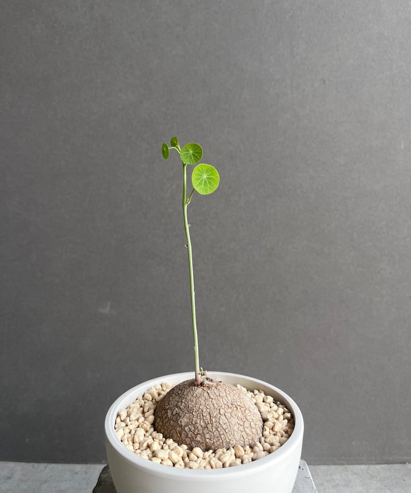 ステファニア エレクタ 「Stephania erecta」30D | SHOUCHIKUEN